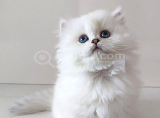 Safkan Longhair Yavrularımız görsel