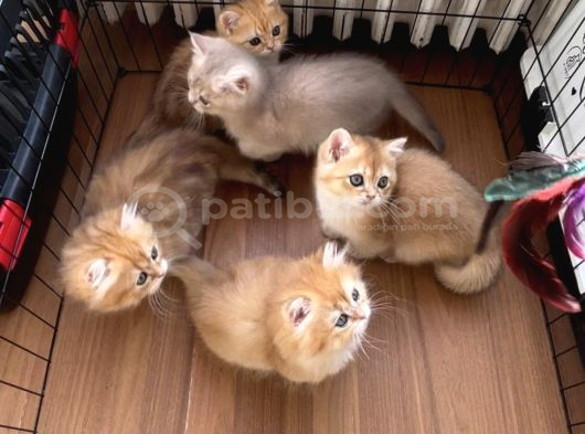 British Golden Yavrular görsel