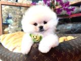 POMERRİAN BOO SEVİMLİ YAVRULAR