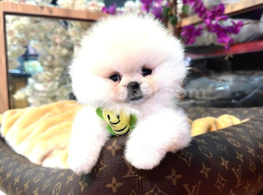 Pomerri̇an Boo Sevi̇mli̇ Yavrular