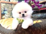 Pomerri̇an Boo Sevi̇mli̇ Yavrular