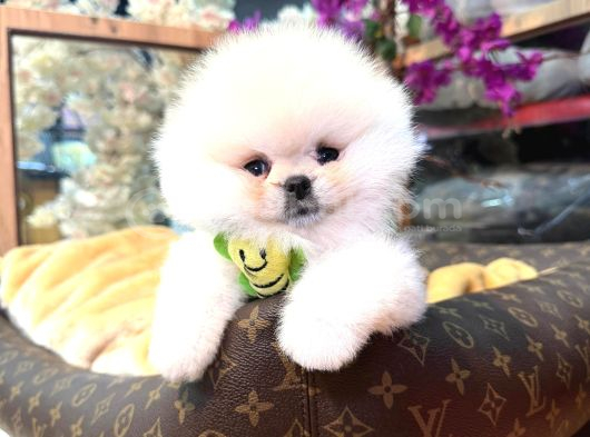 Pomerri̇an Boo Sevi̇mli̇ Yavrular görsel