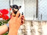 Mi̇croteacup Ultra Mi̇ni̇k Şi̇vava Bebekler