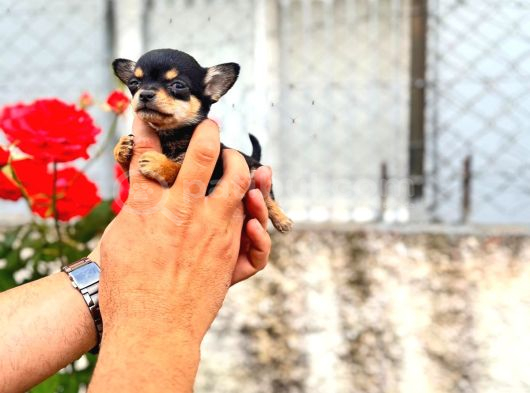 Mi̇croteacup Ultra Mi̇ni̇k Şi̇vava Bebekler görsel