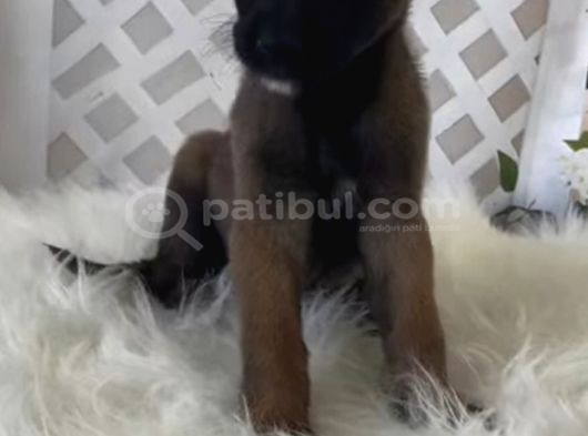 Dünyanın En Tatlı Bakışlarına Sahip Minik Burada görsel