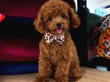 TOY POODLE SEVİMLİ YAVRULAR EV ÜRETİMİ