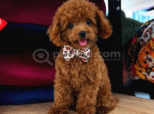 Toy Poodle Sevi̇mli̇ Yavrular Ev Üreti̇mi̇