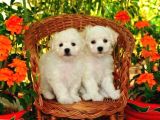 Kar Beyaz Maltese Terri̇er Ci̇nsleri̇