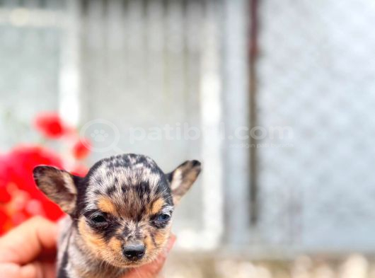 Merle Mi̇croteacup Ultra Mi̇ni̇k Şi̇vava Bebekler görsel