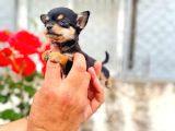 Mi̇croteacup Ultra Mi̇ni̇k Şi̇vava Bebekler