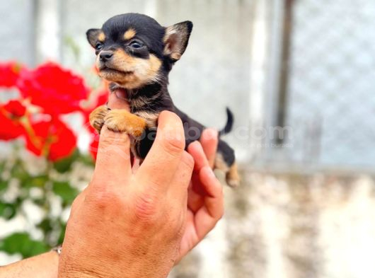 Mi̇croteacup Ultra Mi̇ni̇k Şi̇vava Bebekler görsel