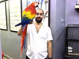 Nadir Bulunan Evcil Konuşan Scarlet Macaw Papağanimiz