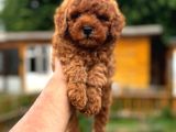 Red Toy Poodle Yavrular