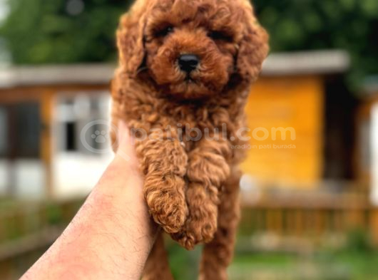 Red Toy Poodle Yavrular