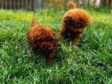 Red Toy Poodle Yavrular