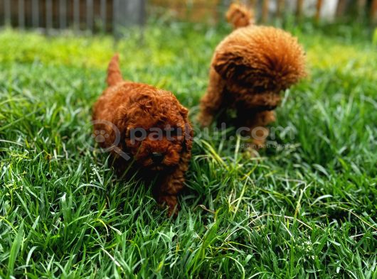 Red Toy Poodle Yavrular görsel