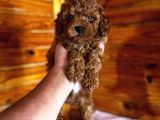 Red Toy Poodle Yavrular