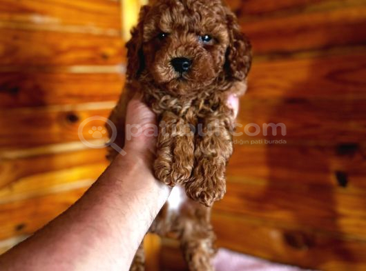 Red Toy Poodle Yavrular görsel