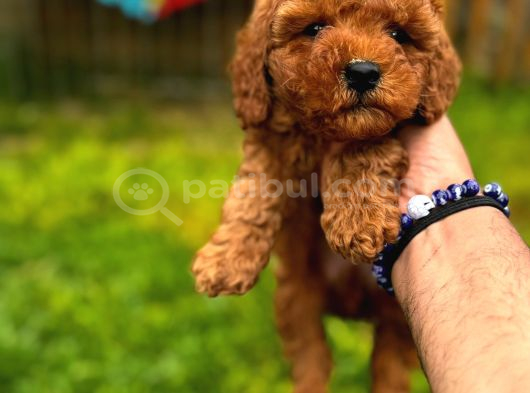 Red Toy Poodle Yavrular görsel