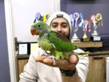 45-50 Günlük Bebek El Besleme İskender Papağani Yavrular