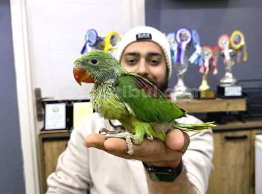 45-50 Günlük Bebek El Besleme İskender Papağani Yavrular görsel