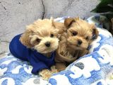 Kore kan büyümez maltipoo yavrularımız
