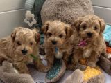 Bol Tüylü ufacık maltipoo bebekler