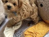 Bol Tüylü Ufacık Maltipoo Bebekler