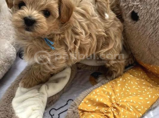 Bol Tüylü Ufacık Maltipoo Bebekler görsel