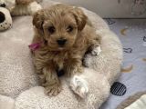 Bol Tüylü Ufacık Maltipoo Bebekler