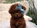 Kore Kan Hattına Sahip Poodle yavrumuz