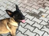 Anne Sütünü Tam Almış Sağlıklı Malinois