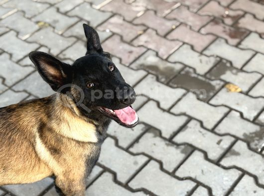 Anne Sütünü Tam Almış Sağlıklı Malinois görsel