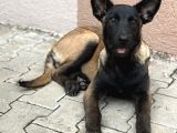 Anne Sütünü Tam Almış Sağlıklı Malinois