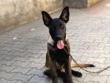 Anne sütünü tam almış sağlıklı malinois