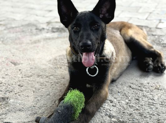 Anne Sütünü Tam Almış Sağlıklı Malinois görsel
