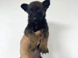 Orjinal Fotoğraflarlarla Belcika Malinois Bebekler