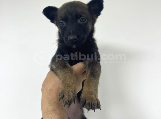 Orjinal Fotoğraflarlarla Belcika Malinois Bebekler görsel