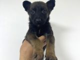 Orjinal Fotoğraflarlarla belcika malinois bebekler