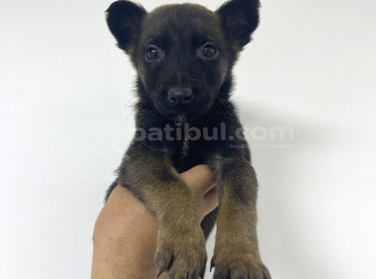 Orjinal Fotoğraflarlarla Belcika Malinois Bebekler