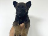 Orjinal Fotoğraflarlarla Belcika Malinois Bebekler