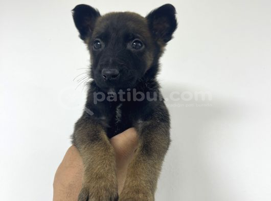 Orjinal Fotoğraflarlarla Belcika Malinois Bebekler görsel