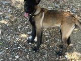 Anne Sütünü Tam Almış Sağlıklı Malinois