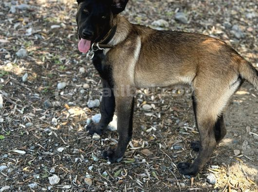 Anne Sütünü Tam Almış Sağlıklı Malinois görsel