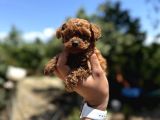Microboy Korea Poodle Redbrovn Yavrumuz Aksaray