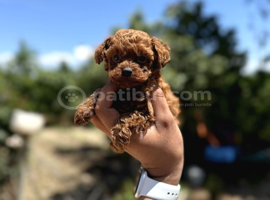 Microboy Korea Poodle Redbrovn Yavrumuz Aksaray görsel