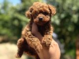 Microboy Korea Poodle Redbrovn Yavrumuz Aksaray
