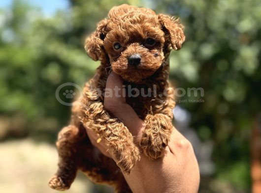 Microboy Korea Poodle Redbrovn Yavrumuz Aksaray görsel