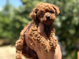 Microboy korea poodle redbrovn yavrumuz aksaray