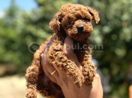 Microboy korea poodle redbrovn yavrumuz aksaray